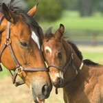 Horse Pharmacy A-Z