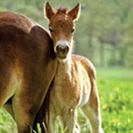 Foals / Young Horses