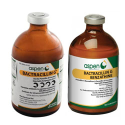 penicillin dosage for dog penicillin dosage for dog