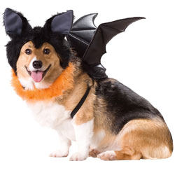 Animal Planet Bat Dog Costume