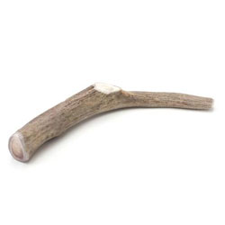 deer antler dog chew