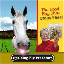 fly predators