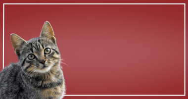 Heartland pet meds deals