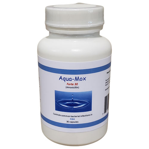 MidlandVet Aqua-Mox Forte (Amoxicillin) - 500mg, 100 Count